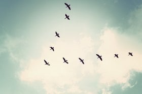 Migratory birds