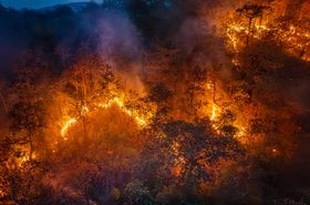Forest fire