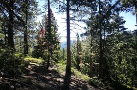An old forest