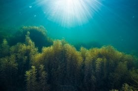 Underwater