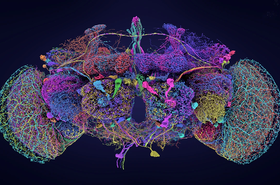 FlyBrain