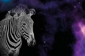 Zebra in Space